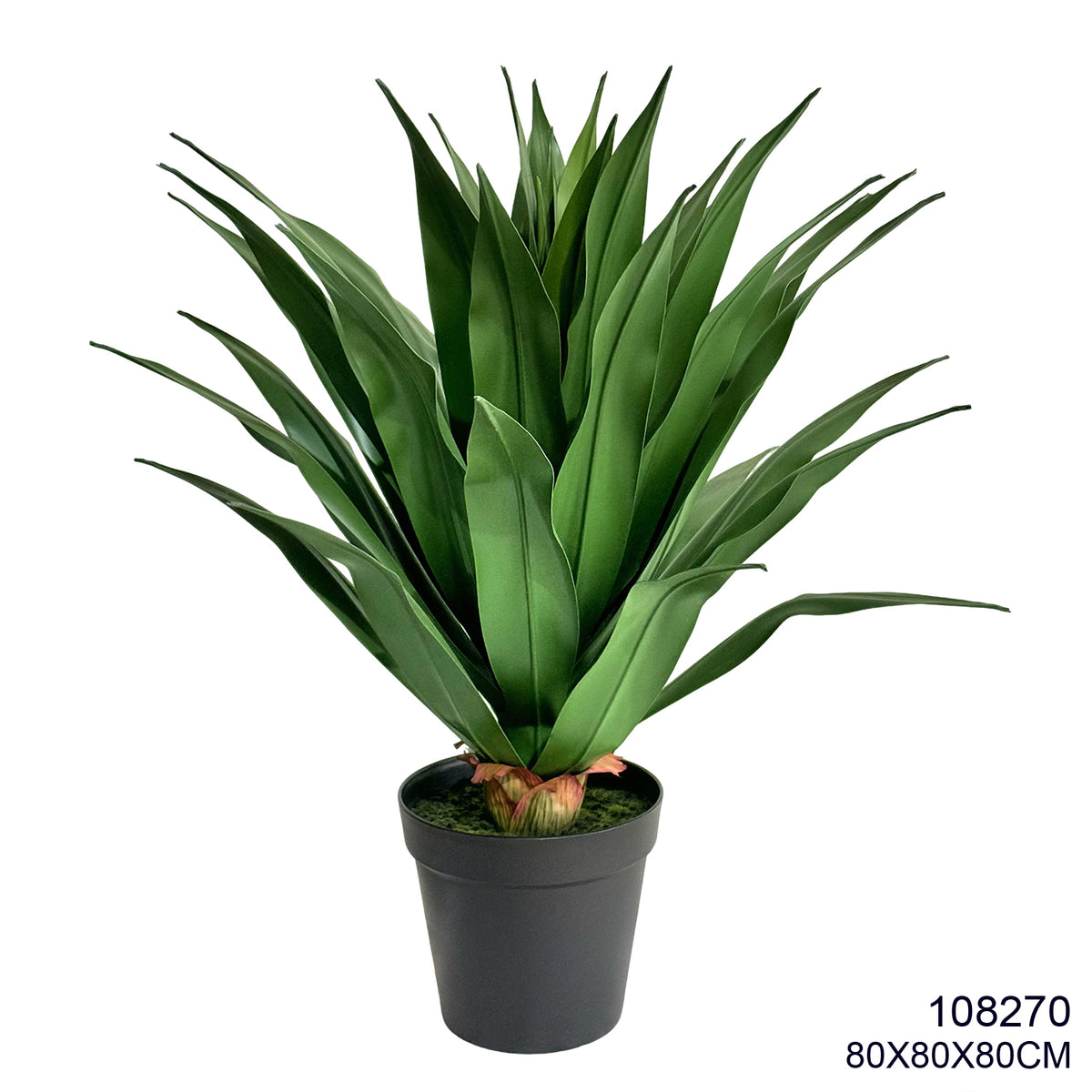 Indoor/Outdoor Plant
