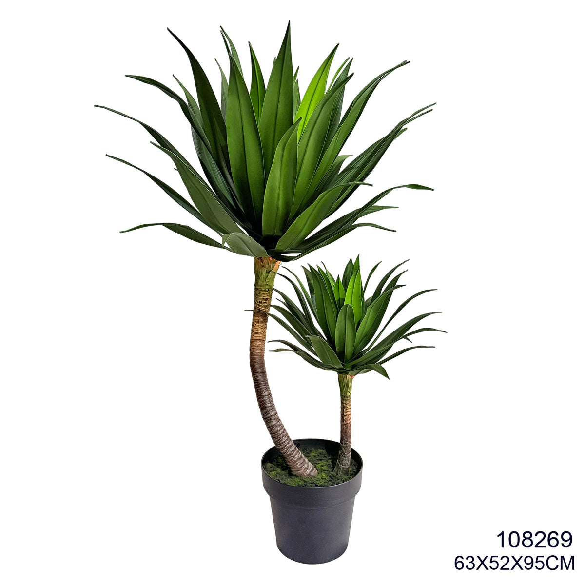 Indoor/Outdoor Plant